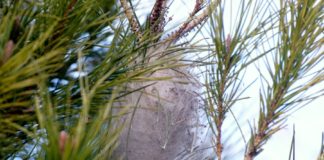 La «Procesionaria»: el «Coronavirus» de nuestros pinares La "Procesionaria": el "Coronavirus" de nuestros pinares