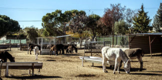 Terapia animal en Tres Cantos para diferentes enfermedades o síndromes burro