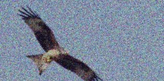 El CRAS, Centro de Recuperación de Aves Silvestres que vale oro para Tres Cantos El CRAS, Centro de Recuperación de Aves Silvestres que vale oro