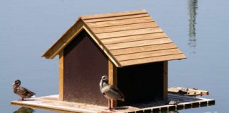 Bando municipal informa de medidas sanitarias para prevenir la difusión de la gripe aviar Portal de transparencia