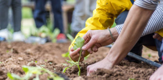 Huertos urbanos: Listado definitivo de admitidos y excluidos. Sorteo lunes 11 de diciembre