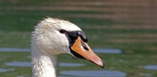 Los cisnes de Tres Cantos para nuevos ricos irresponsables Los cisnes de Tres Cantos para nuevos ricos irresponsables