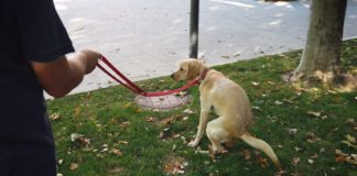 El Ayuntamiento recuerda a los propietarios de perros las sanciones por no recoger los excrementos de sus mascotas