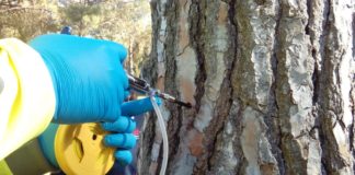 El Ayuntamiento inicia la campaña anual de tratamiento de la oruga procesionaria del pino en parques y jardines