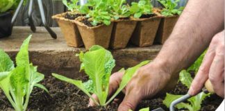 El Ayuntamiento abre el plazo de solicitud para la ocupación de los 52 los Huertos Urbanos familiares