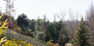 El Ayuntamiento planta 128 árboles más para llegar a los 10.000 que prometieron en la Campaña electoral