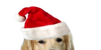 La ‘Familia Canina’ de la Concejalía de Salud Pública invita a los perros y sus dueños a participar en una ‘Caninata’ por la ciudad