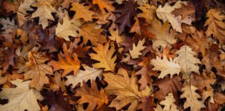 Taller familiar: Un cuadro con hojas