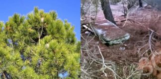Vuelve a denunciar el Grupo Municipal Socialista denuncia por el vertedero ilegal en Tres Cantos procesi basura