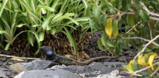 Gymkhana de los anfibios