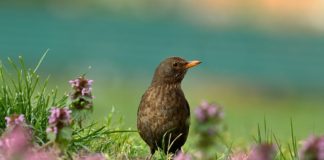 Ruta mitológica en Valdeloshielos