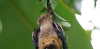El mundo de los murciélagos