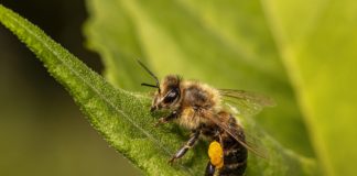 Gincana familiar de las abejas