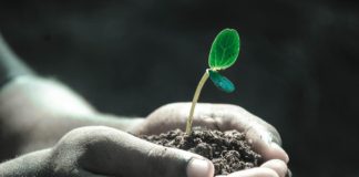 Taller de bombas de semillas