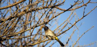 Taller familiar de manualidades: Los cazamoscas