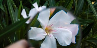 Ruta familiar de flora mediterránea en Valdeloshielos