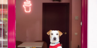 ‘Perros educados, bienvenidos’, la campaña del Ayuntamiento para impulsar el acceso de perros en establecimientos hosteleros