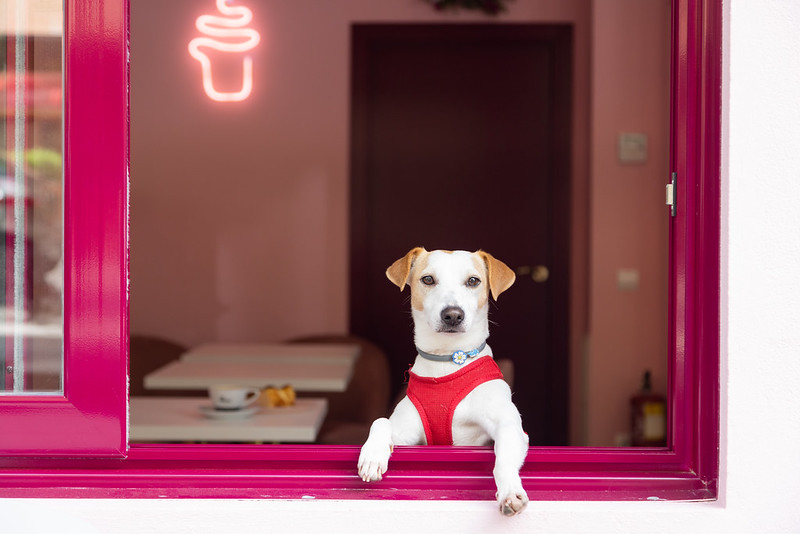álbum Invalidez frecuencia Perros educados, bienvenidos', la campaña del Ayuntamiento para impulsar el  acceso de perros en establecimientos hosteleros - Tres Cantos +