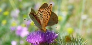 Exposición: Fotos clasificadas en el concurso anual de naturaleza