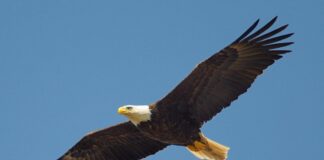 Taller familiar: El maravilloso mundo de las águilas