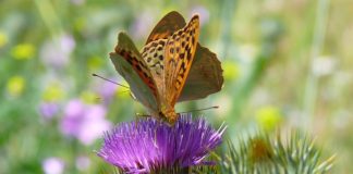 Exposiciones, teatro y una gala solidaria, con el espectáculo del mago Kiko, propuestas culturales para el fin de semana en Tres Cantos