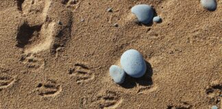 Taller familiar: El maravilloso mundo de los rastros