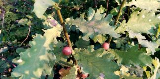 Taller familiar: Una cuestión de agallas