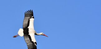 Taller familiar: Por san Blas, las cigüeñas verás