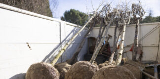 Campaña de RePlantación 2024 en Tres Cantos: 110.000 euros para 700 árboles y 7.500 arbustos