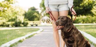 El 23 de agosto el ayuntamiento anuncia el horario de verano y las zonas para perros sueltos en Tres Cantos