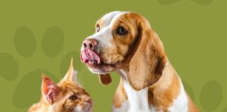 ‘Son más que mascotas’: la iniciativa para informar sobre la importancia de la adopción y tenencia responsable de animales