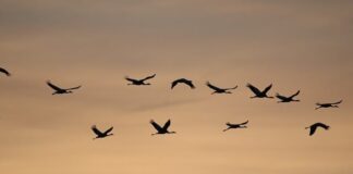 El maravilloso mundo de las aves migratorias