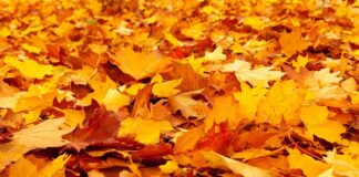 Manualidad otoñal en las Vaquerizas