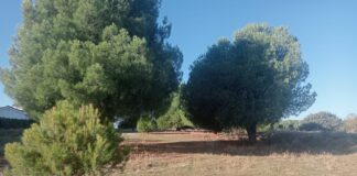 ¿CASVI va a cortar los árboles que ha comprado al Ayuntamiento? Muy Probablemente. ¿CASVI va a cortar los árboles que ha comprado al Ayuntamiento? Muy Probablemente