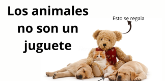 Los animales no son juguetes Los animales no son juguetes