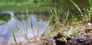 El ayuntamiento anima a que le hagamos una charca artificial en el parque de los alcornoques de Tres Cantos para anfibios