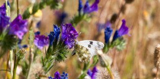 PSOE de Tres Cantos solicitó el mapa polínico de la ciudad