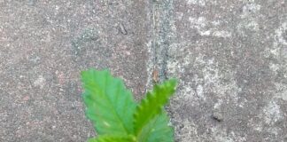 Interpolando entre listos y tontos