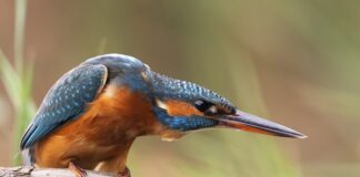 Nuevas exposiciones de fotografía, pintura y artesanía en el Centro Cultural Adolfo Suárez