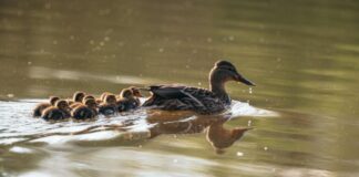 Protocolo de prevención de la gripe aviar de la Comunidad de Madrid en Tres Cantos