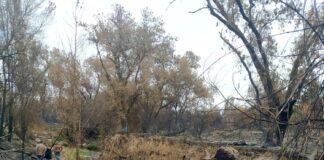 PSOE de Tres Cantos: los arroyos Tagarral y Bodonal en peligroso estado de abandono