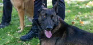 La campaña de ADN canino empieza a recaudar de los propietarios que no recogen los excrementos de sus mascotas