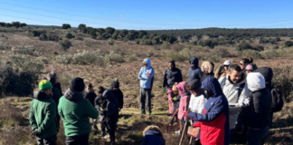 Nueva campaña de reforestación en Valdeloshielos: menos de 1.500 arbustos y árboles