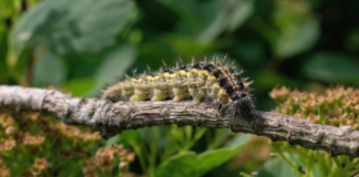 Nueva campaña contra la procesionaria retirándoles los nidos