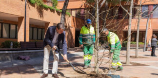 Campaña de plantación se acaba este mes: casi 3.000 nuevos árboles en Tres Cantos