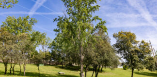 A Tres Cantos, ‘Ciudad Arbórea del Mundo’, solo le faltan 45.000 árboles para cumplir sus promesas electorales de 2019