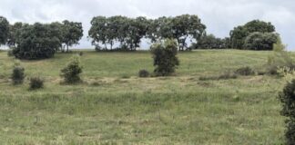 Trabajos de desbroce en el área urbana y la labor preventiva de incendios (tomamos nota… y en agosto nos vemos…)