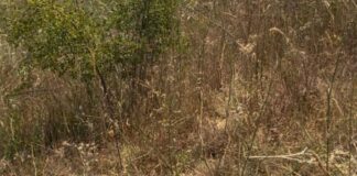 PSOE de Tres Cantos denuncia: numerosas parcelas en deficiente estado ante el riesgo de incendios